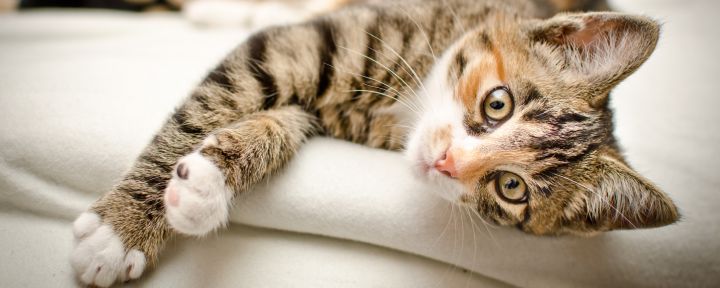 Первая помощь и лечение ушибов у кошек, котов и котят
